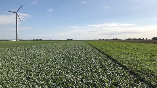 groenbemesters op proeftuin.jpg groenbemesters op proeftuin.jpg