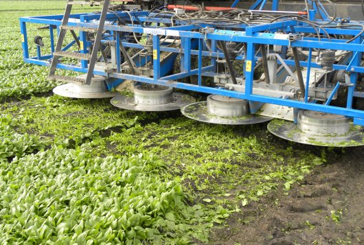 Mechanische oogst van spinazie voor de diepvriesindustrie