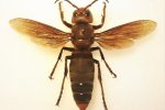 Aziatische reuzenhoornaar (Vespa mandarinia) (Foto: Filippo Turetta, Wikimedia Commons, 2019)