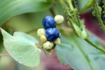 Besachtige vruchten kleuren bij de rijping naar metallic blauw (Foto Wikimedia Commons, Dalgial)