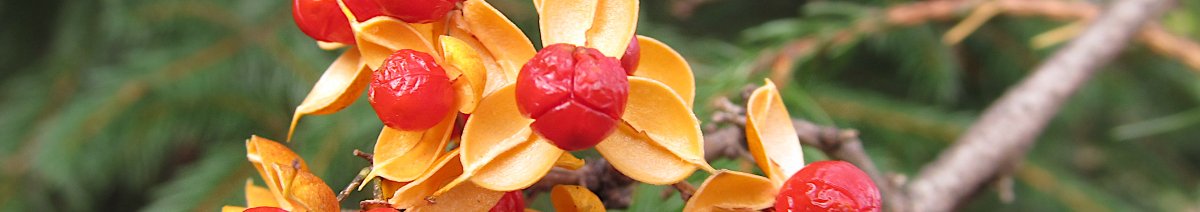 Vruchten van de Aziatische boomwurger, Celastrus orbiculatus (Foto Wikimedia Commons, Cbaile19)
