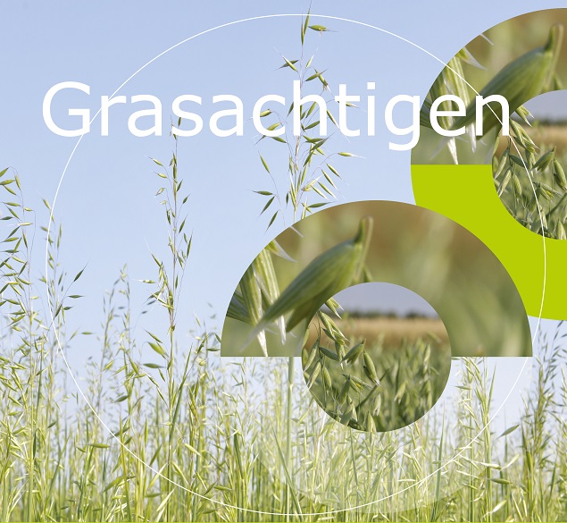 Grasachtigen Grasachtigen
