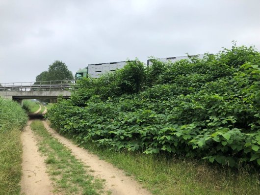 Aziatische duizendknoop komt op zeer uiteenlopende plaatsen voor, o.a. wegbermen en taluds Aziatische duizendknoop komt op zeer uiteenlopende plaatsen voor, o.a. wegbermen en taluds