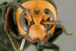 Detail kop Aziatische reuzenhoornaar (Vespa mandarinia) (Foto: Gary Alpert, Wikimedia Commons, 2006) 