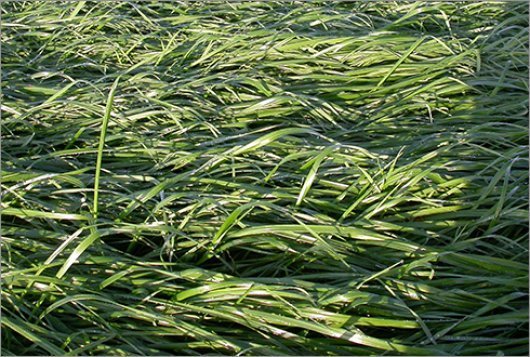 weerbare-productiesystemen_530x357.jpg weerbare-productiesystemen_530x357.jpg