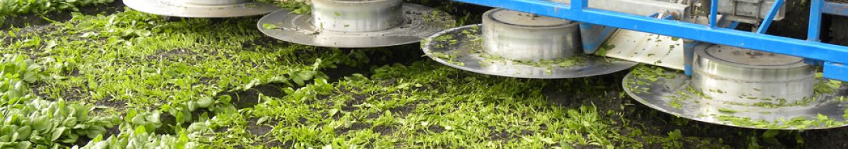 Mechanische oogst van spinazie voor de diepvriesindustrie