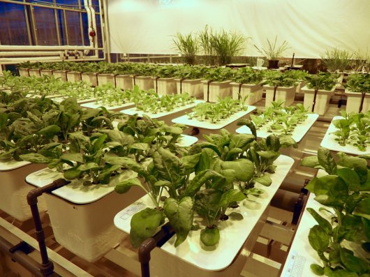 Spinazie bij twee stikstof-niveaus (voorgrond hoog, midden laag) in een hydrocultuur-opstelling van Wageningen University & Research Spinazie bij twee stikstof-niveaus (voorgrond hoog, midden laag) in een hydrocultuur-opstelling van Wageningen University & Research