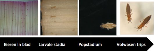 Figuur 2: ontwikkelingsstadia van trips Figuur 2: ontwikkelingsstadia van trips