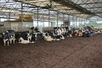 Compost bedding barn with aerating system in the Netherlands (farm Koonstra).