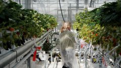 Think Tanks and Focus Groups have, among other things, resulted in a resilient cultivation system for strawberries. Think Tanks and Focus Groups have, among other things, resulted in a resilient cultivation system for strawberries.