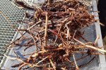 Duizendknoop wortelstokken (ondergrondse stengels)