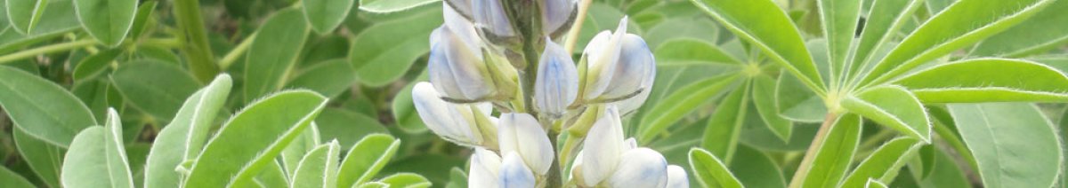 Witte Lupine