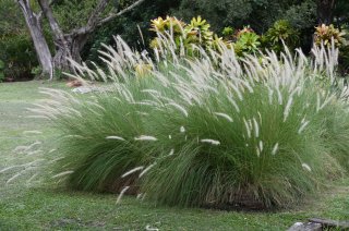 Fraai Lampenpoetsergras (Pennisetum setaceum) [bron: Kenraiz Krysztof Ziarnek, Wikimedia Commons, 2016] 