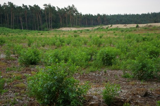 Massale opslag Prunus na bosverwijdering voor stuifzand (Foto Jan den Ouden) Massale opslag Prunus na bosverwijdering voor stuifzand (Foto Jan den Ouden)