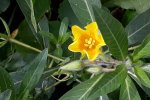 Detail bloeiende Waterteunisbloem (Foto Waterschap Hunze en Aa’s) 