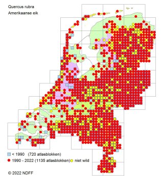 Verspreiding Afghaanse Amerikaanse eik over Nederland
