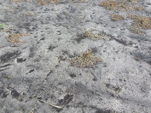 oude os en zand.jpg oude os en zand.jpg