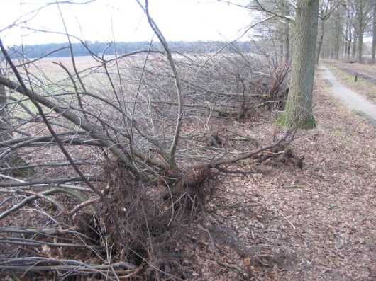 Uitgetrokken Amerikaanse vogelkersen aan de rand van heide (Foto Jan den Ouden) Uitgetrokken Amerikaanse vogelkersen aan de rand van heide (Foto Jan den Ouden)